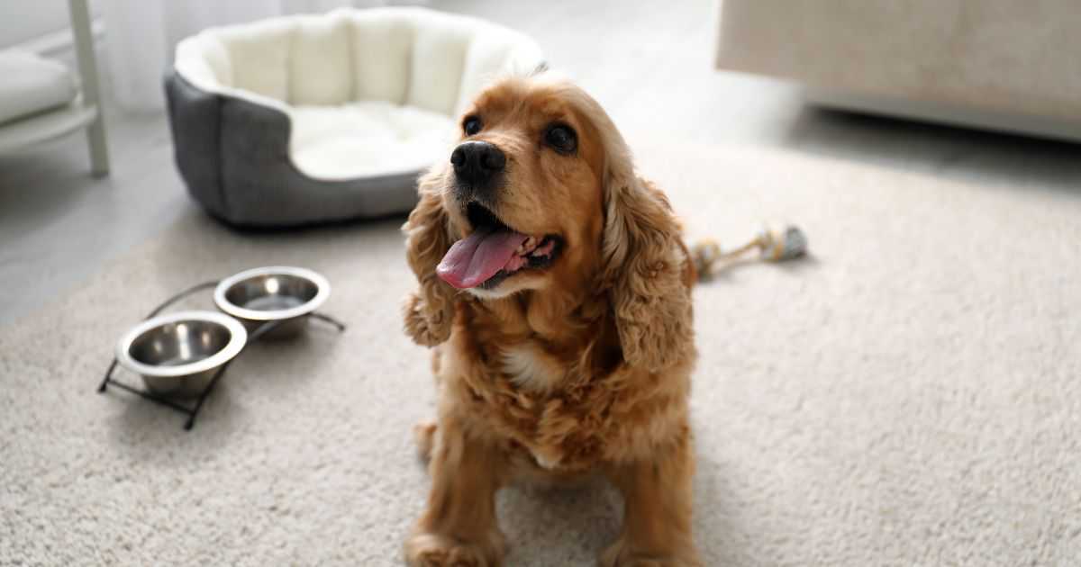 Vantagens de Ter um Filhote de Cocker Spaniel Inglês